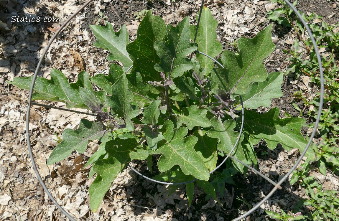 Aubergine plant growing in the ground