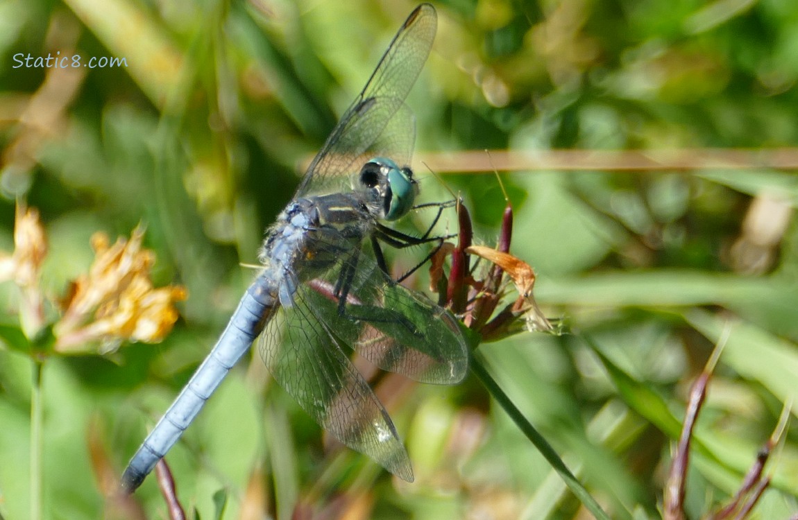 Dragonfly standing on a plant