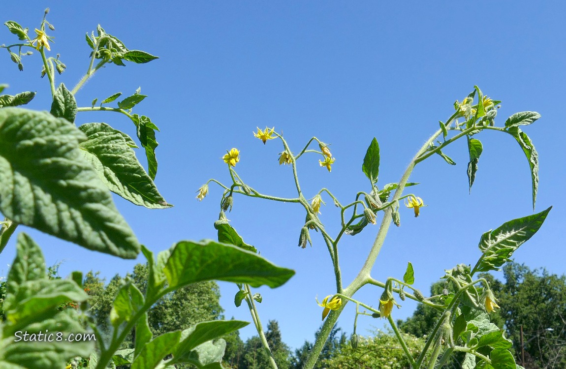 Tomato flowers in front of a blue sky