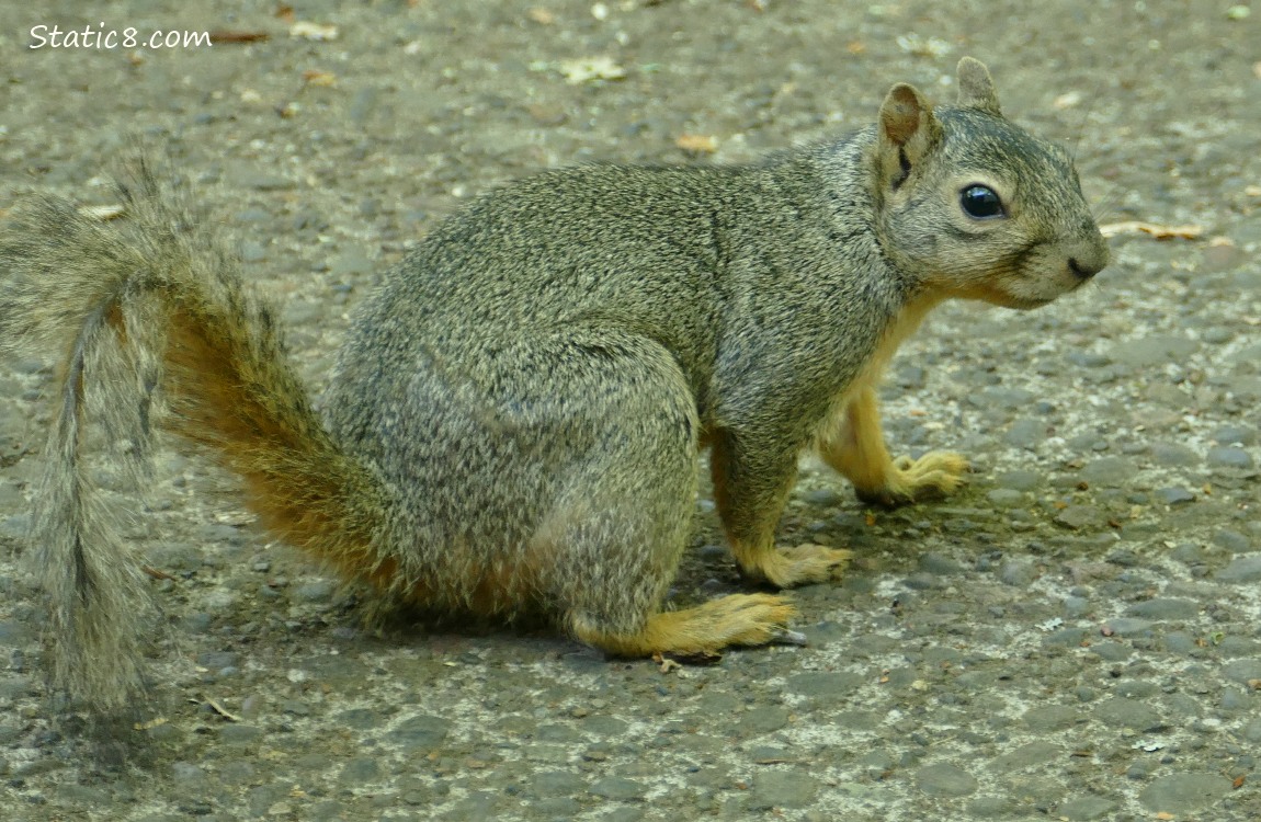 Squirrel sitting on the sidewalk