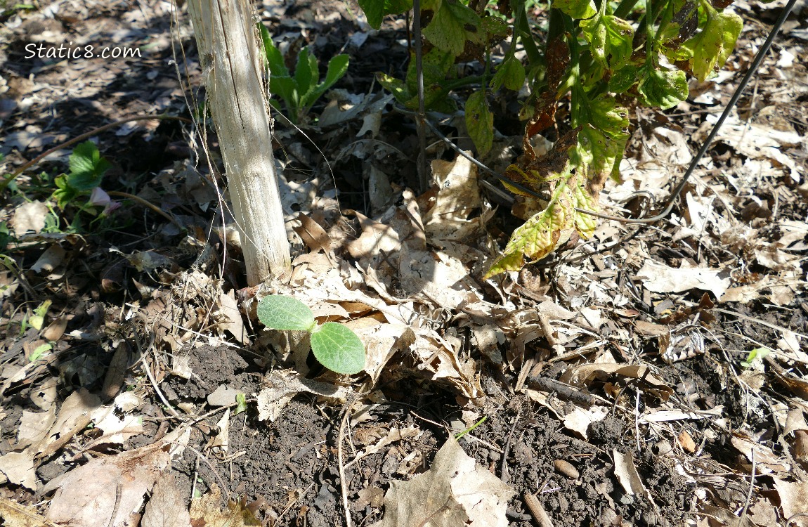 Squash seedling growing in the ground