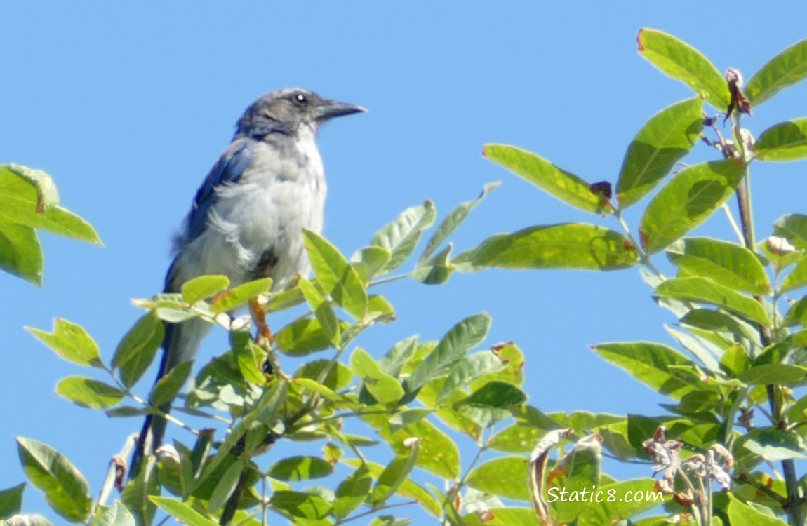 Scrub Jay standing at the top of a branch