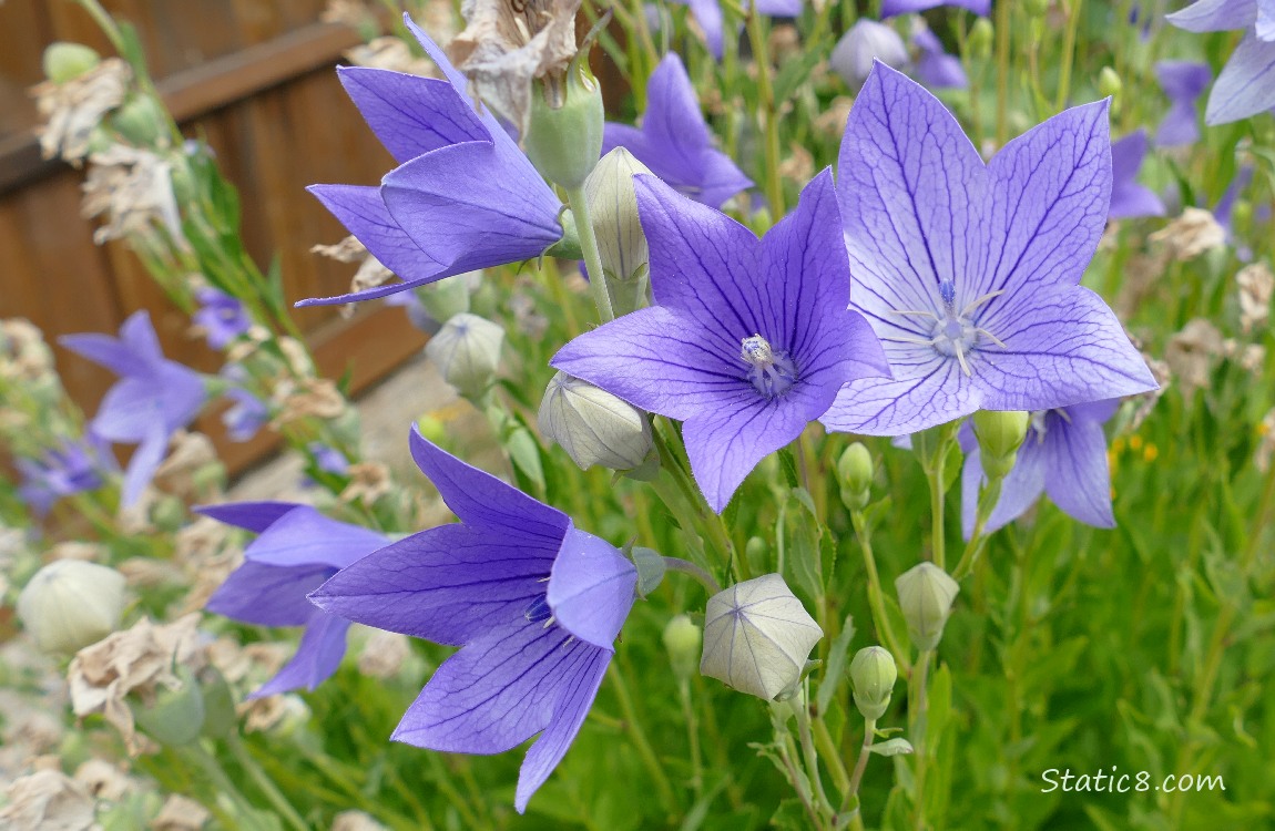 Ballon flower blooms