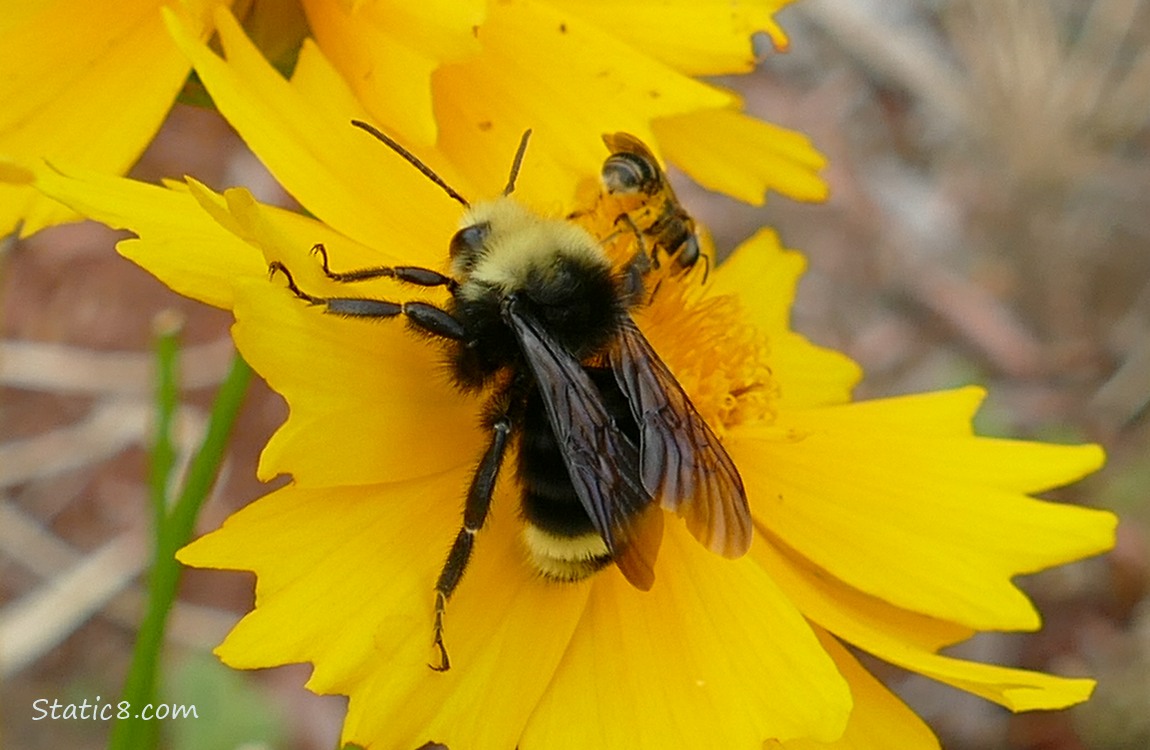 Bumblebee and another species of bee on a yellow bloom