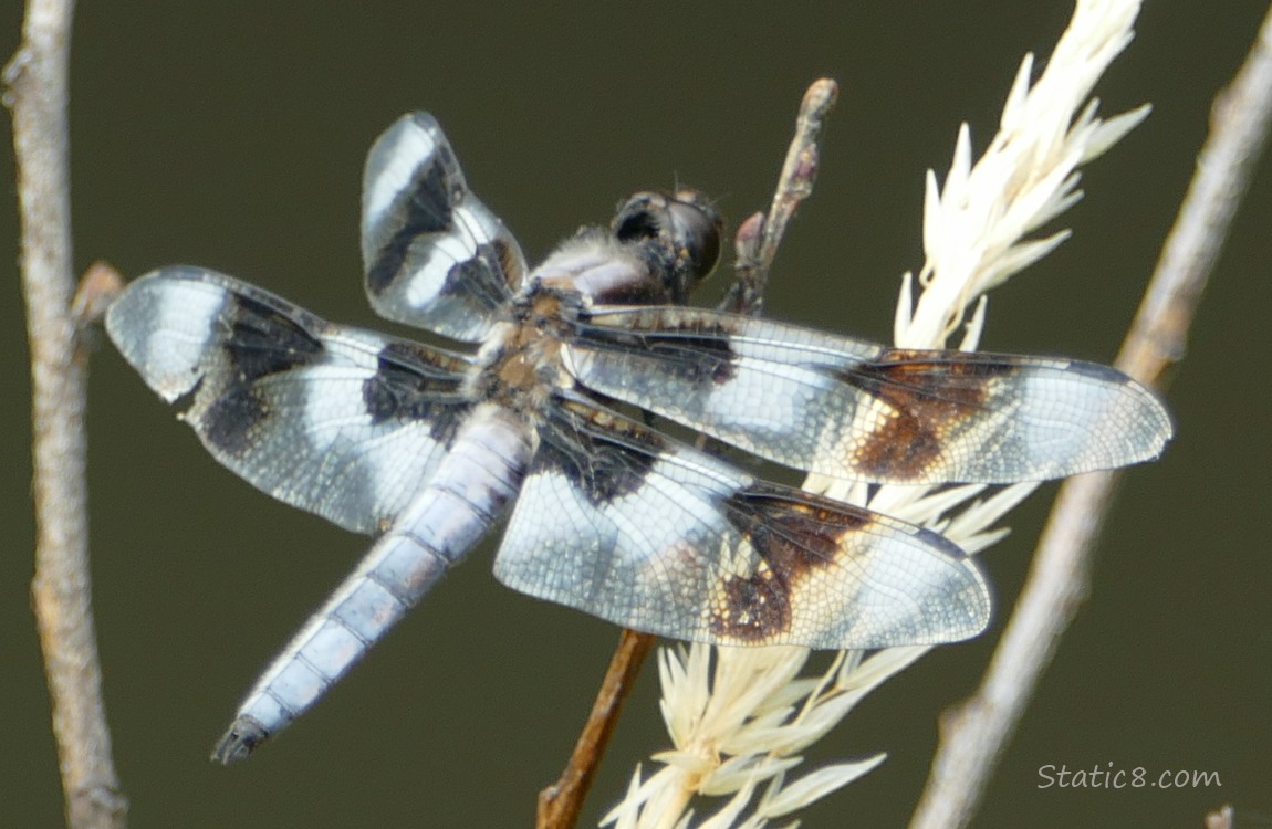 Dragonfly standing on a twig