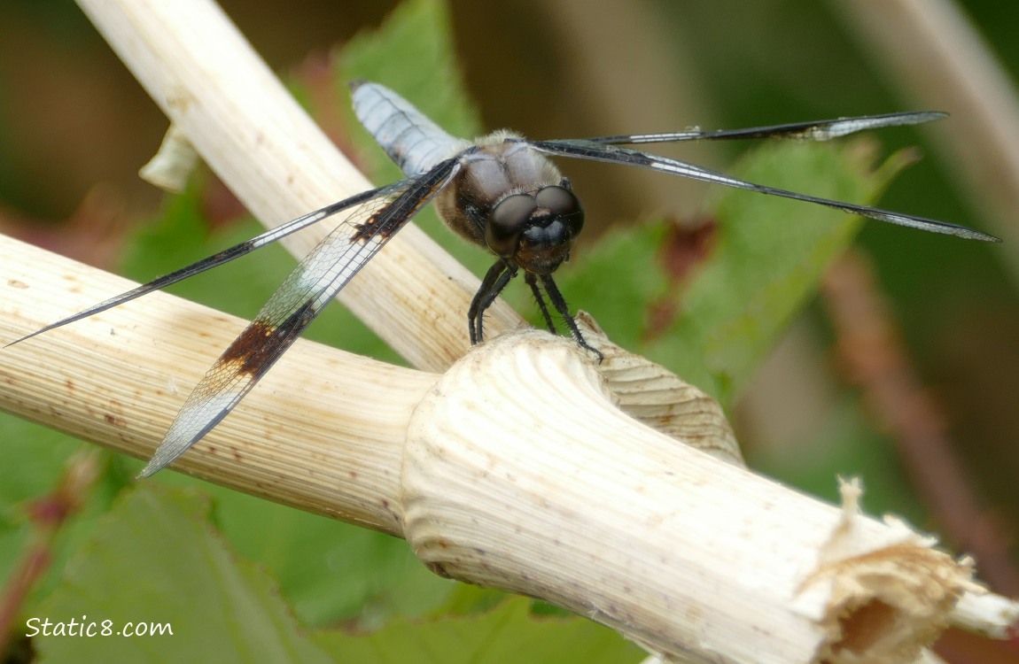 Dragonfly standing on a stick
