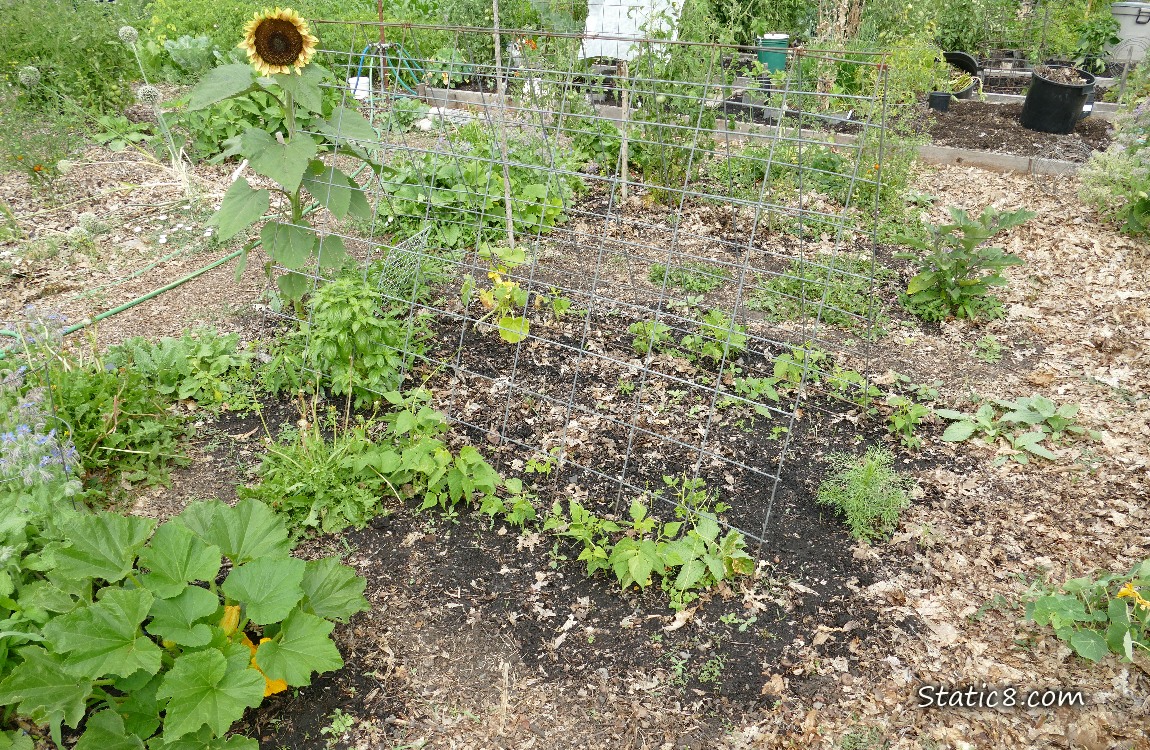 Wire trellis with plants