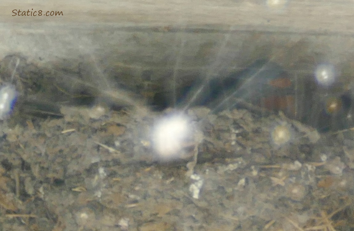 Barely seen Barn Swallow sitting in a nest