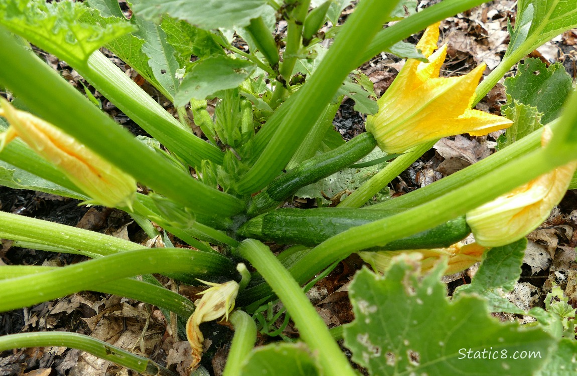 Green Zuchinni making fruits
