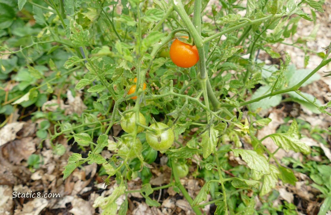 Ripening cherry tomatoes on the vine