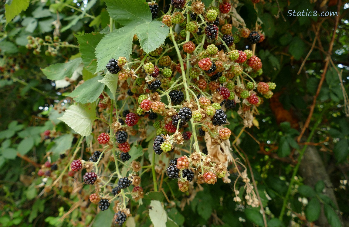 Blackberry fruits in many stages of ripening