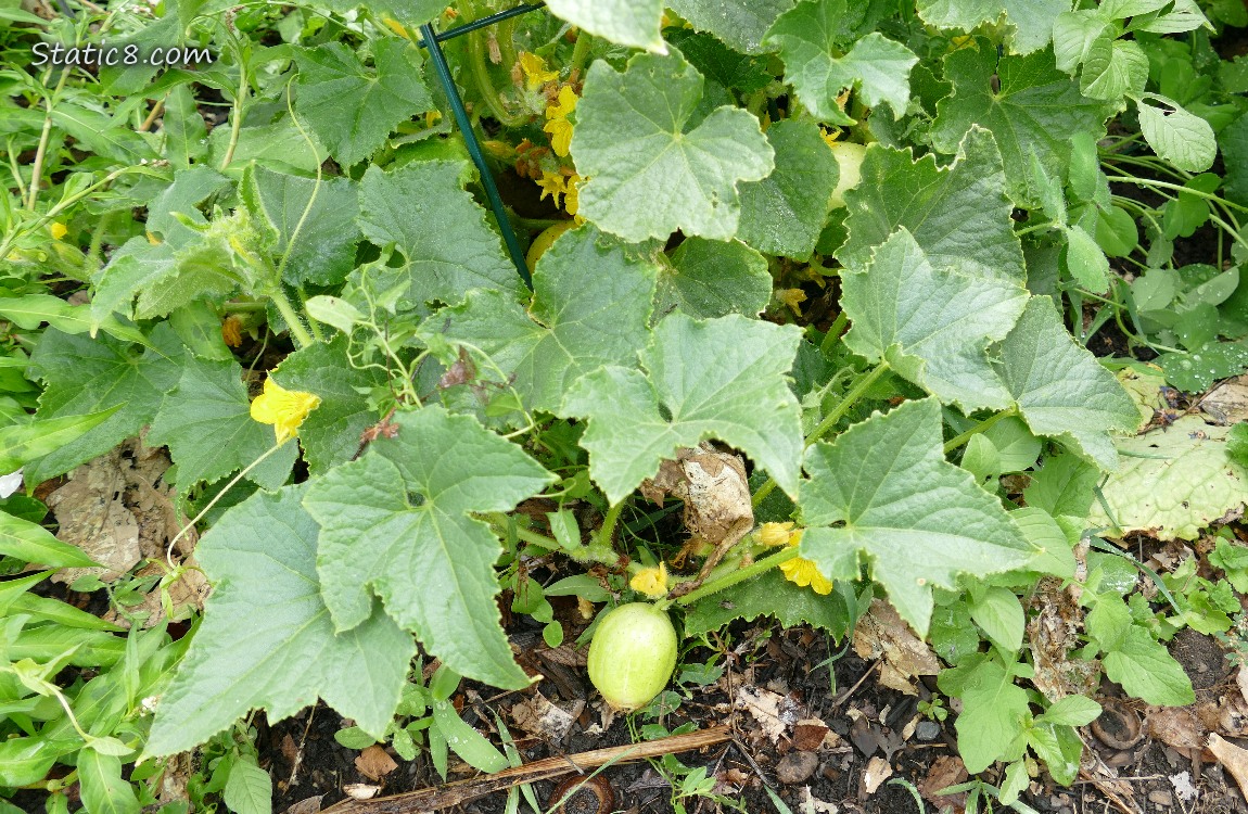 Lemon Cucumber growing under the plant