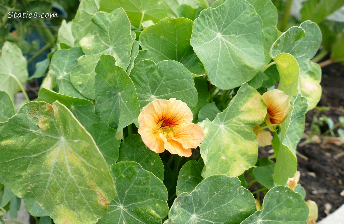 Nasturtium bloom on a plant