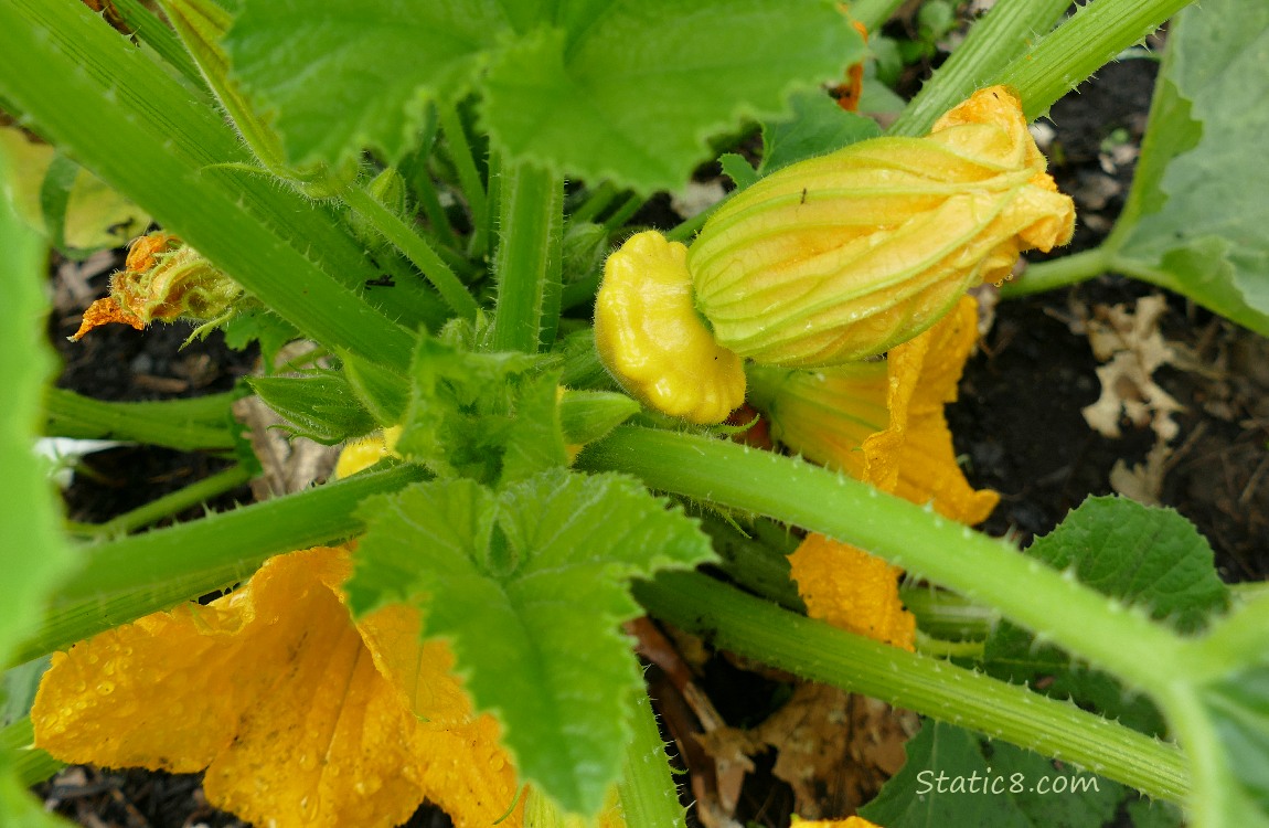 Tiny Patty Pan fruits coming on the plant