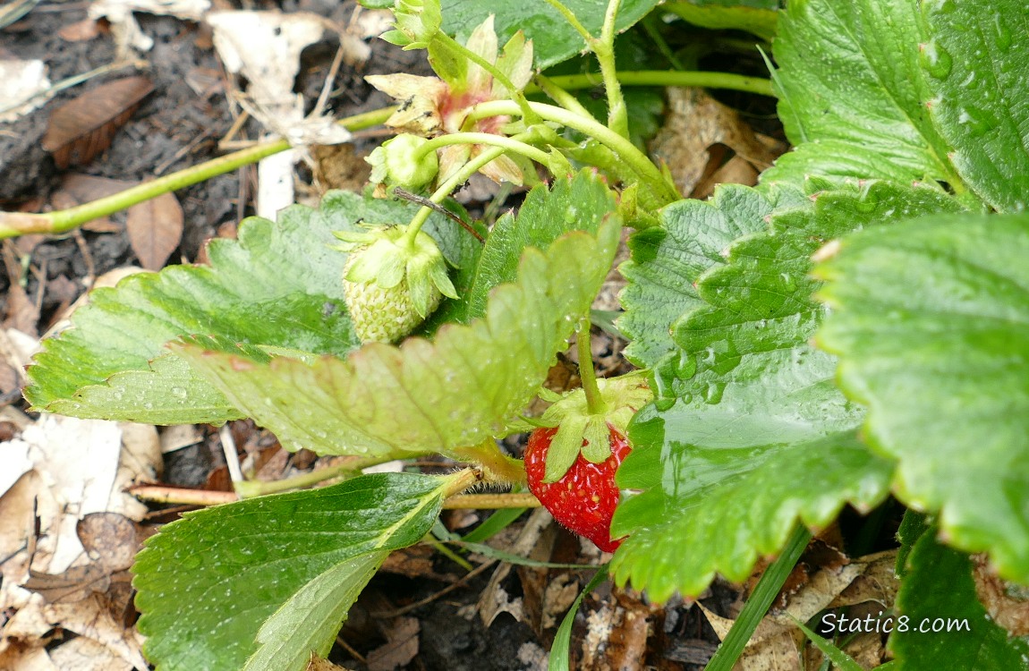 Strawberry fruits growing under the plant