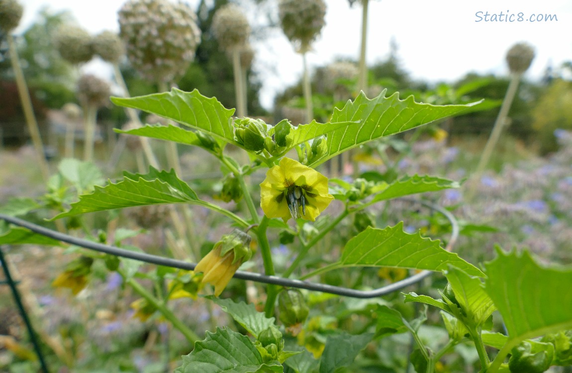 Tomatillo blooms