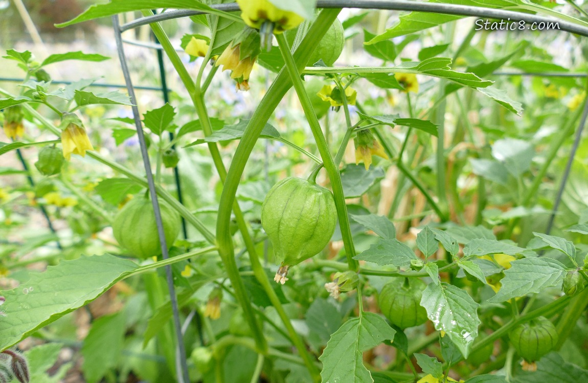 Tomatillo fruits and blooms