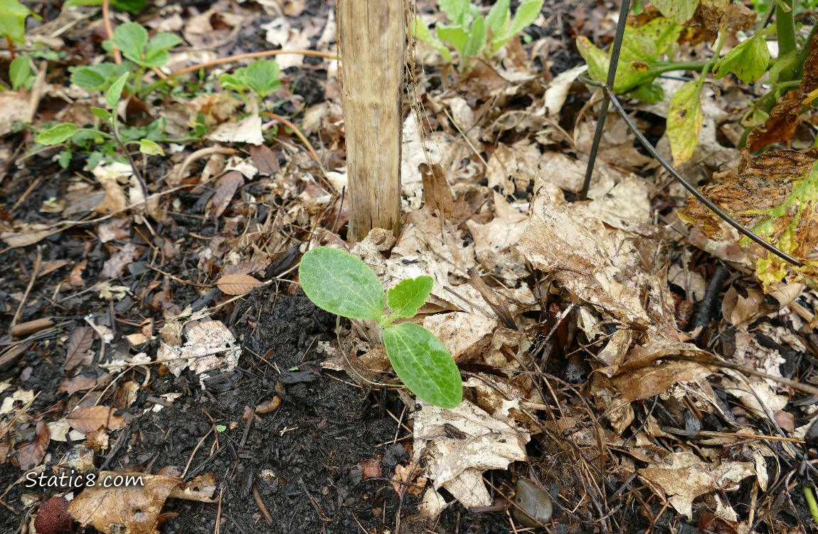 Squash seedling growing in the ground