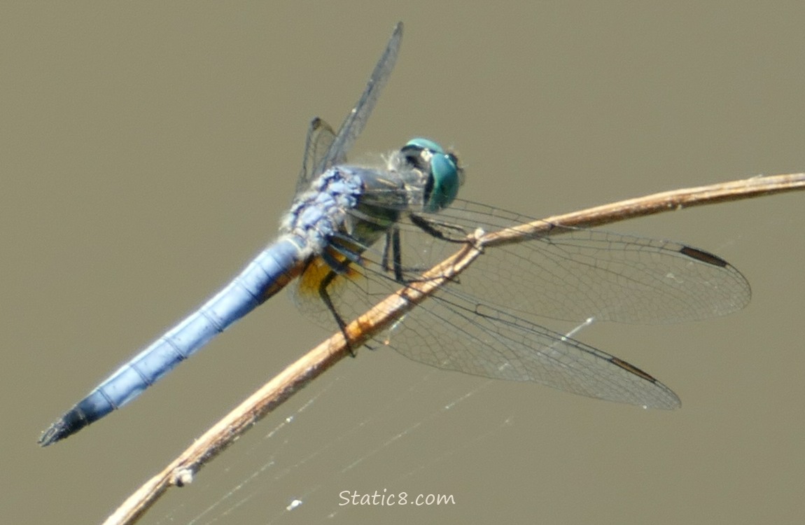 Dragonfly standing on a twig
