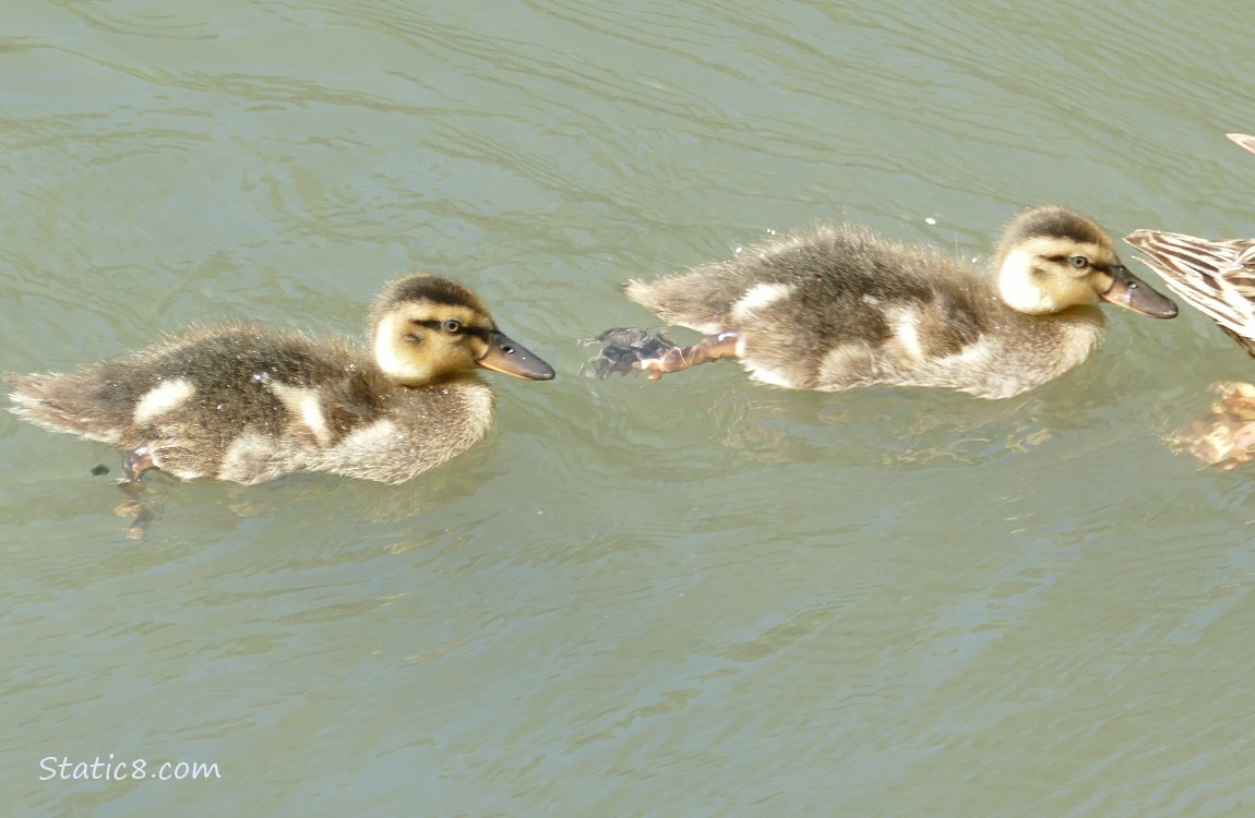 Mallard ducklings paddling on the water
