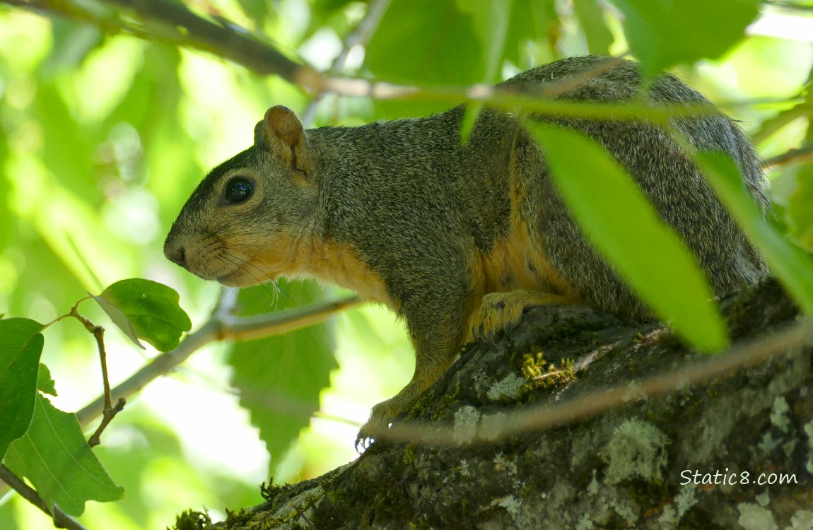 Squirrel standing on a branch under leaves
