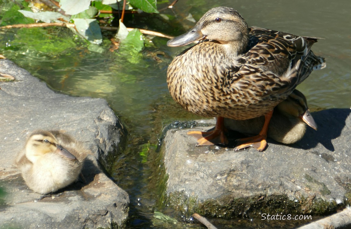 Mama Mallard with two ducklings sitting on rocks