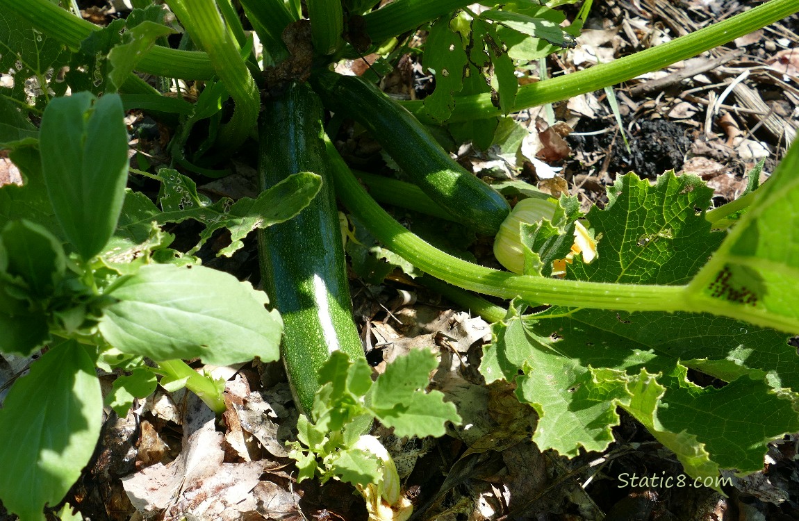 Zuchinni fruits growing under the leaves