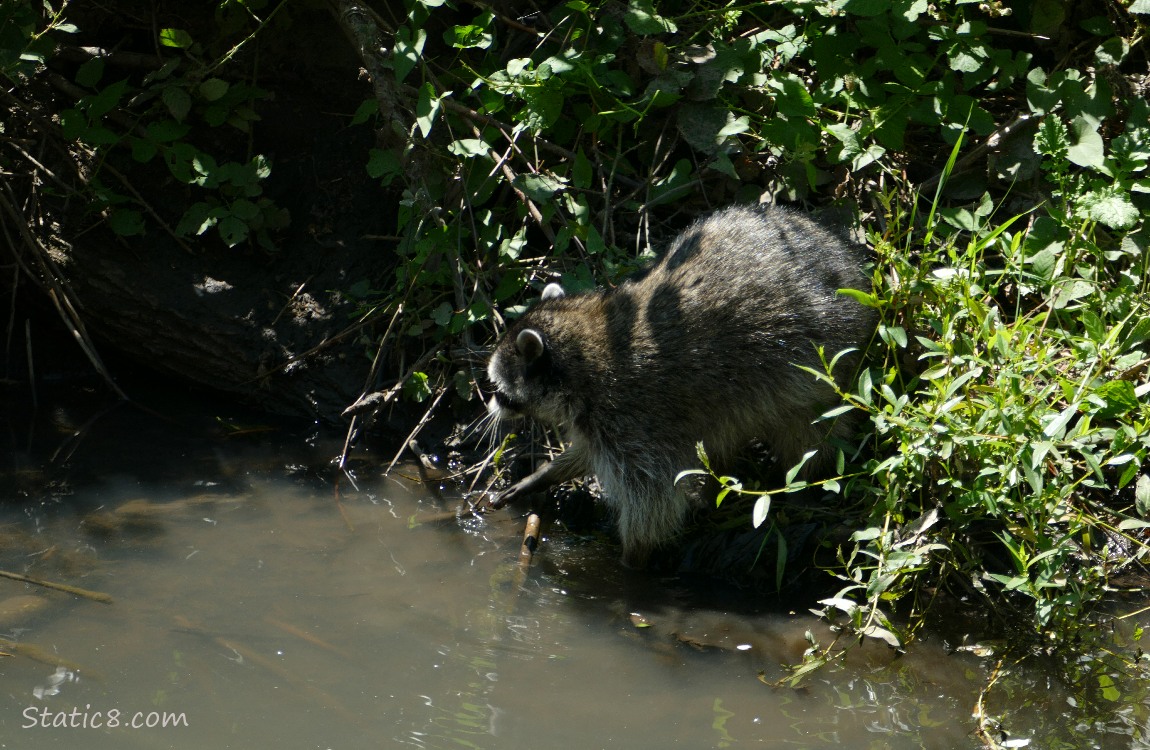 Raccoon at the bank of the creek