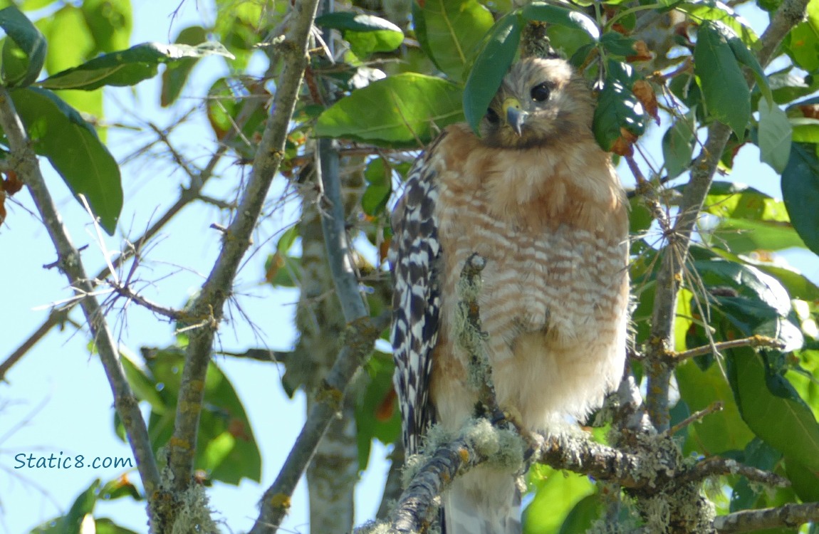 Red Shoulder Hawk standing in a tree