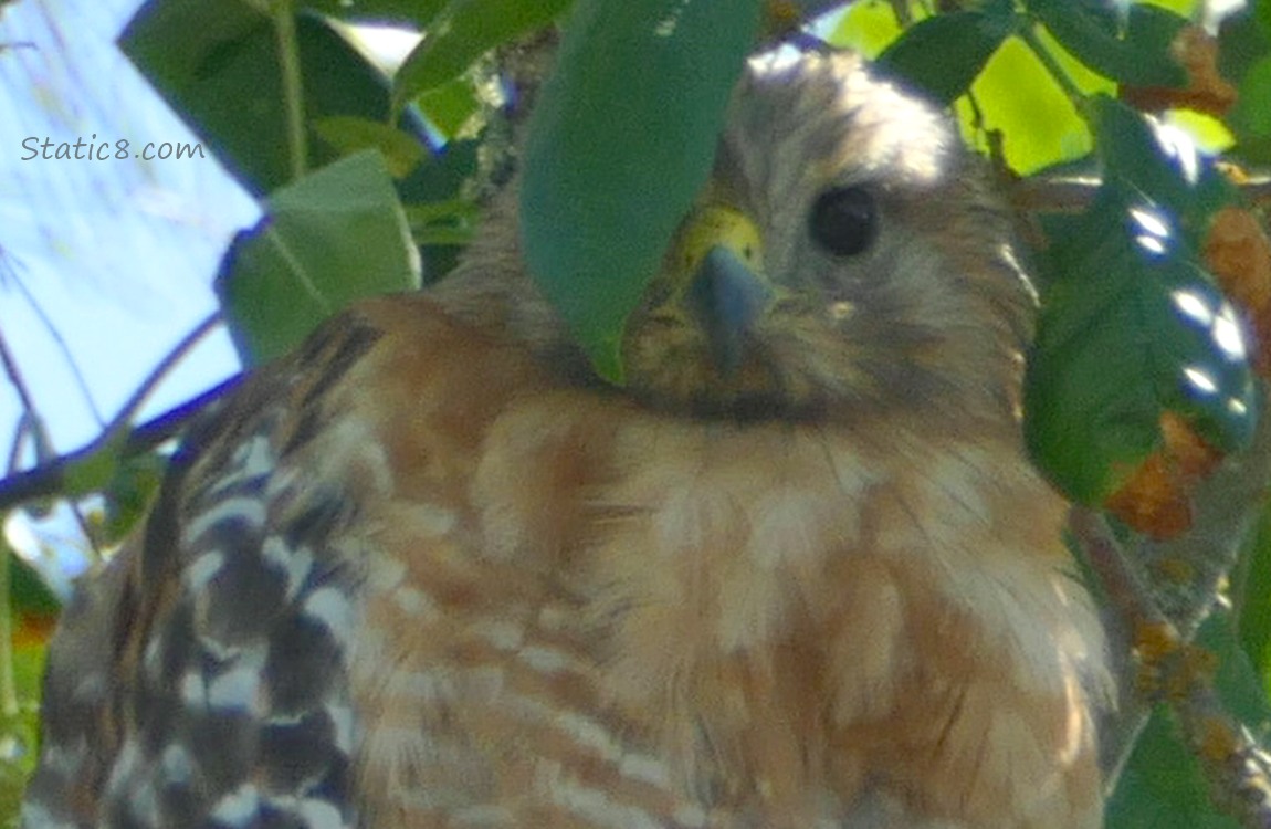 Close up of a Red Shoulder Hawk with a leaf in front of her eye