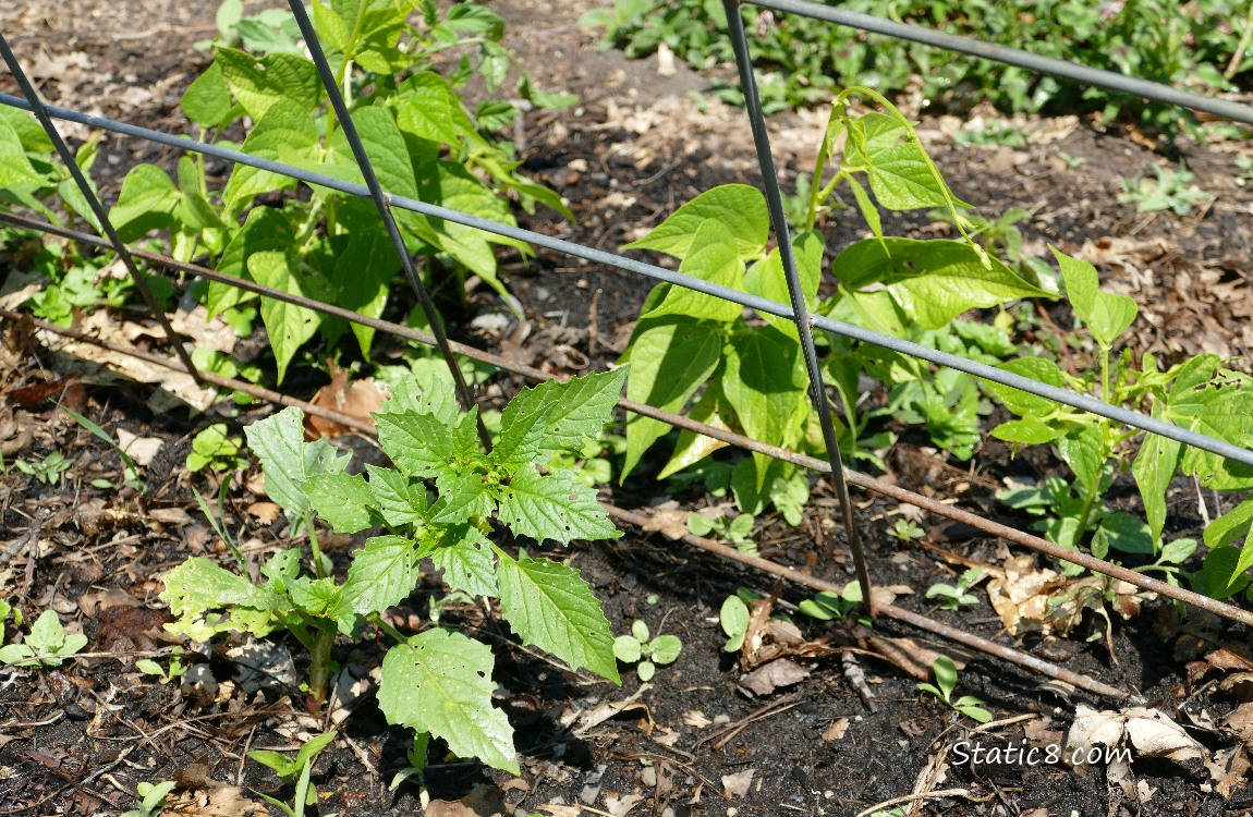 Small Tomatillo and Bean plants growing under a wire trellis