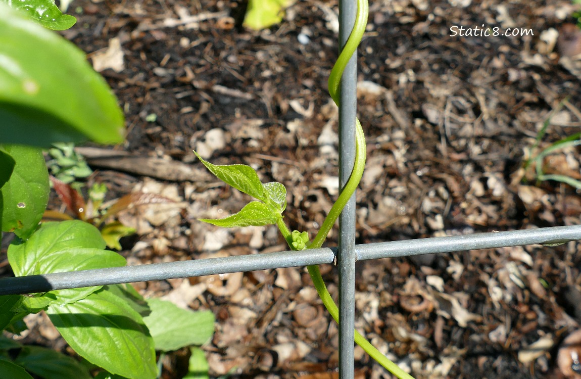 Bean vine wrapped around a wire trellis