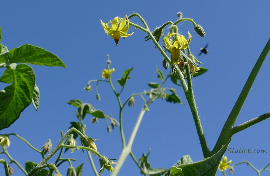 Tomato blooms with the blue sky