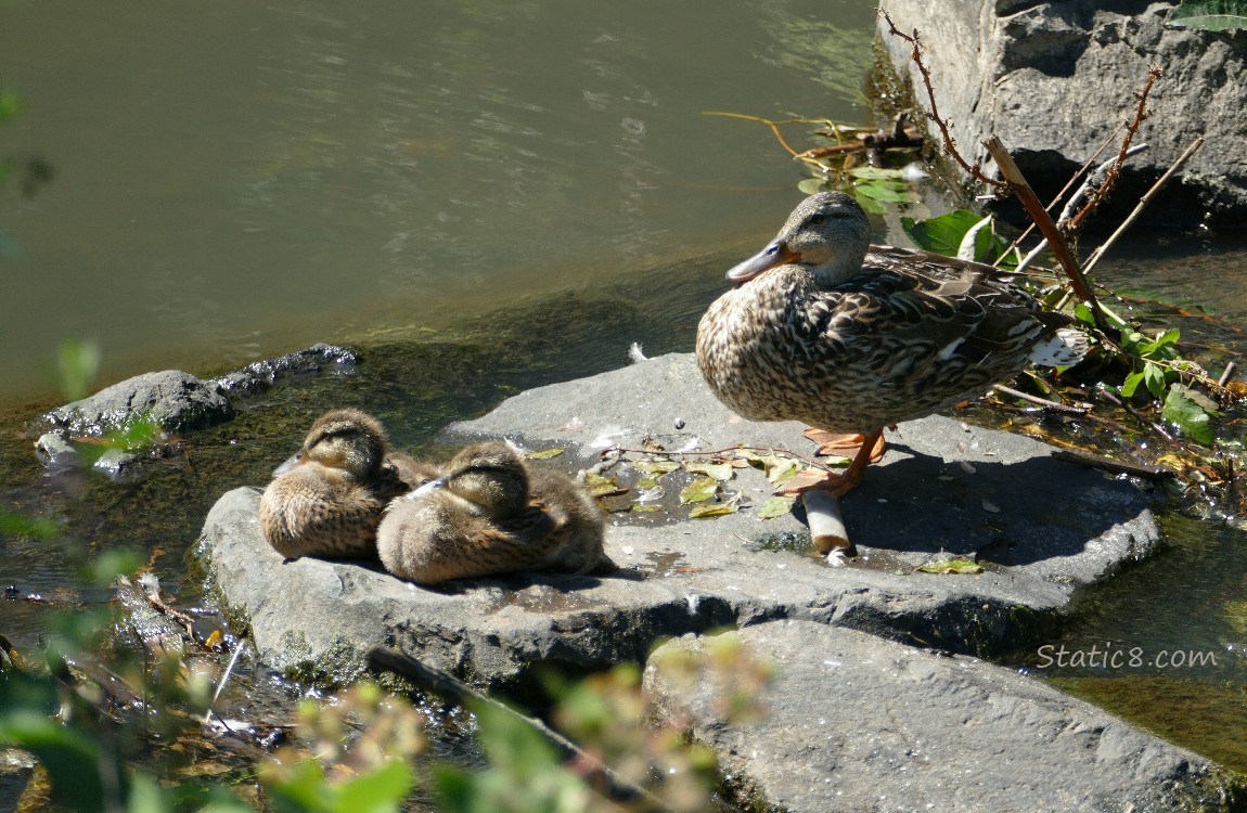 Mama Mallard with two ducklings sitting on rocks in the water