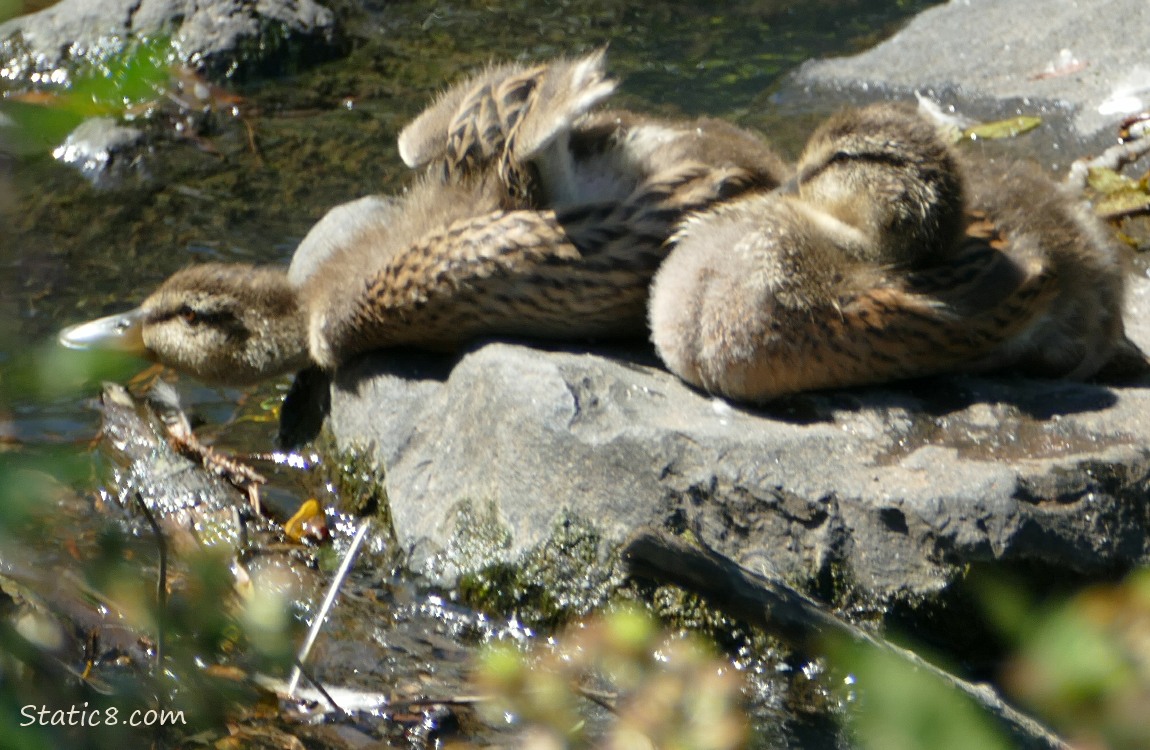 Ducklings sitting on a rock, one is stretching her neck down