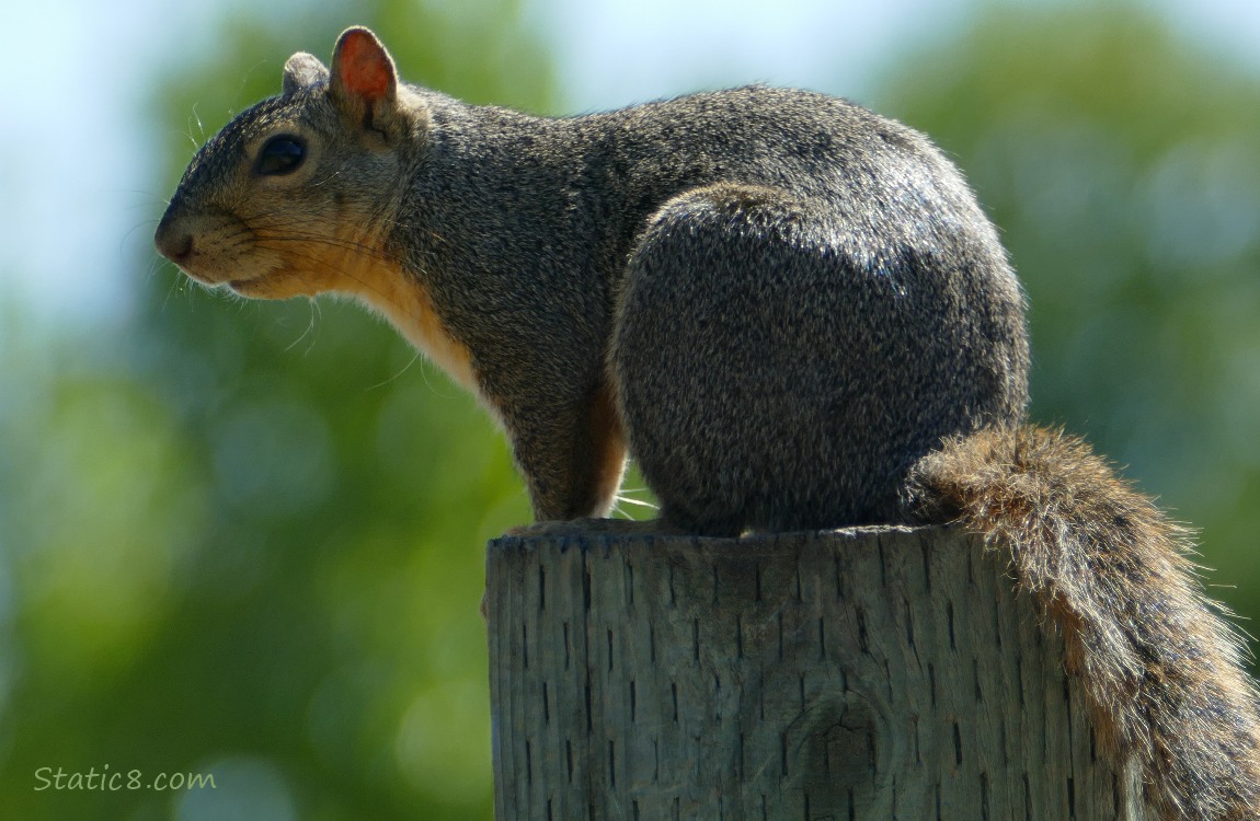 Squirrel standing on a wood fence post