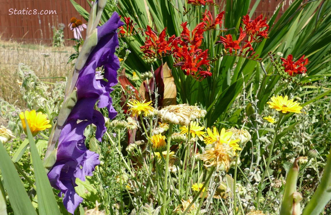 Purple Gladiolus in front of orange flowers and red