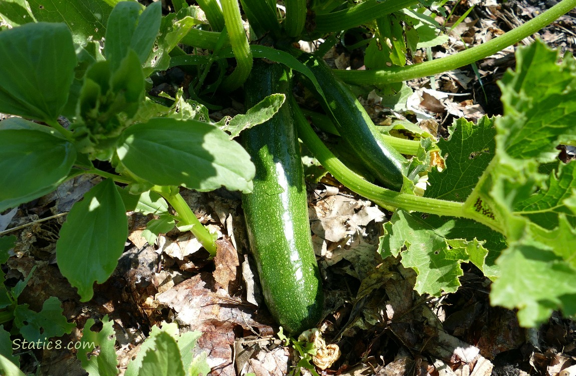 Green Zuchinni growing under the leaves
