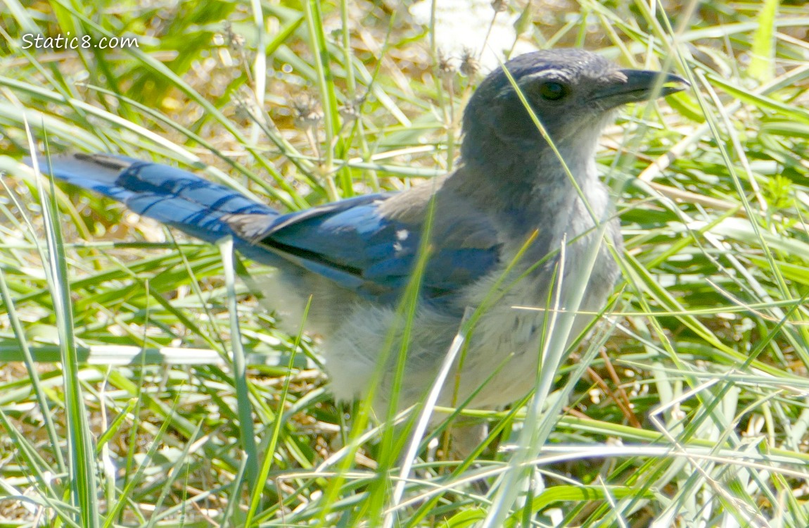 Juvenile Scrub Jay standing in the grass