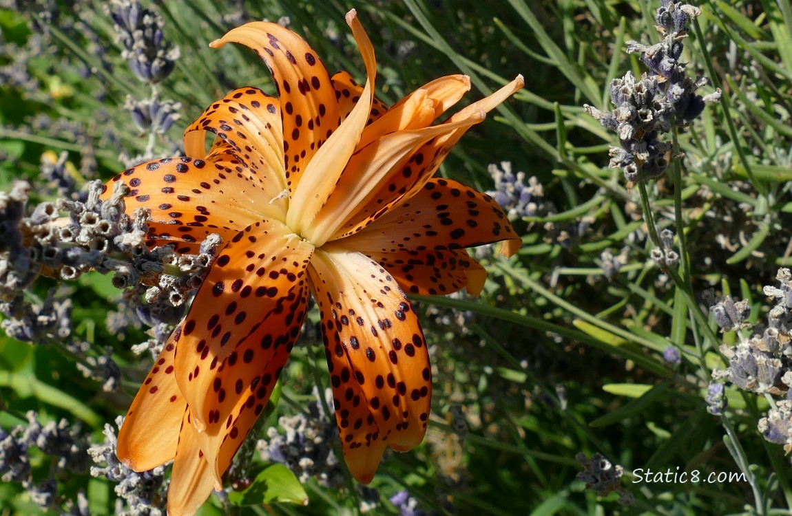 Tiger Lily bloom with old Lavendar blooms