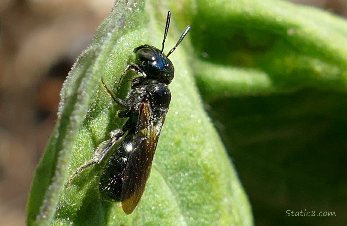 Black wasp hanging from a leaf