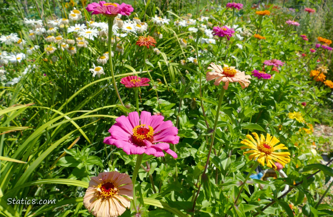 Zinnia blooms and Daisies in the background