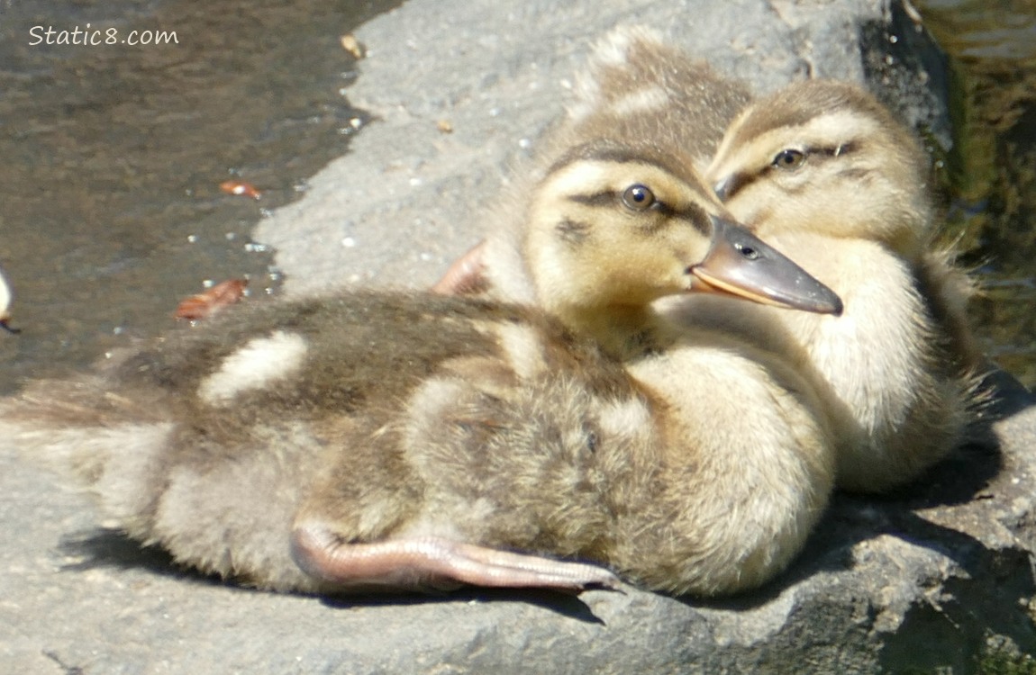 Two ducklings sitting on a flat rock in the water