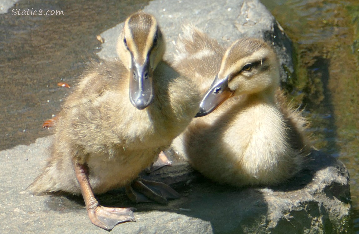 A duckling stands next to her sitting sibling