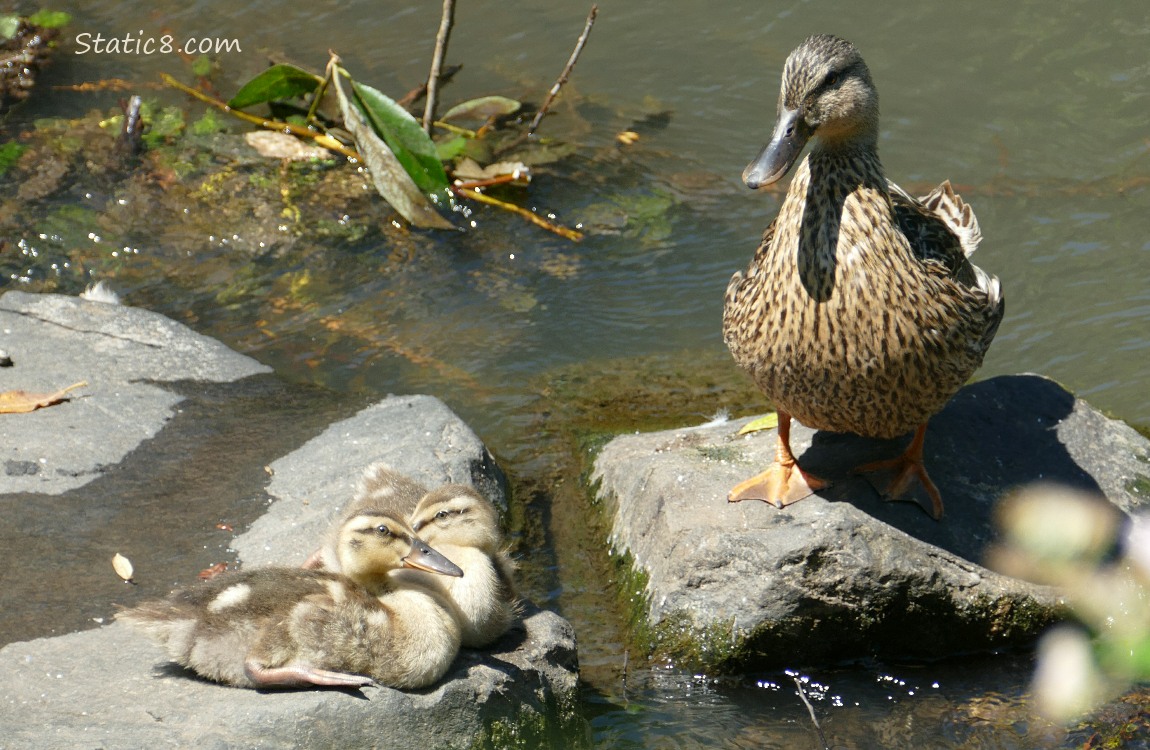 Mama Mallard with two ducklings sitting on flat rocks in the water