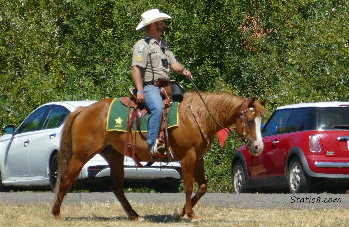 Horse and rider walking past cars