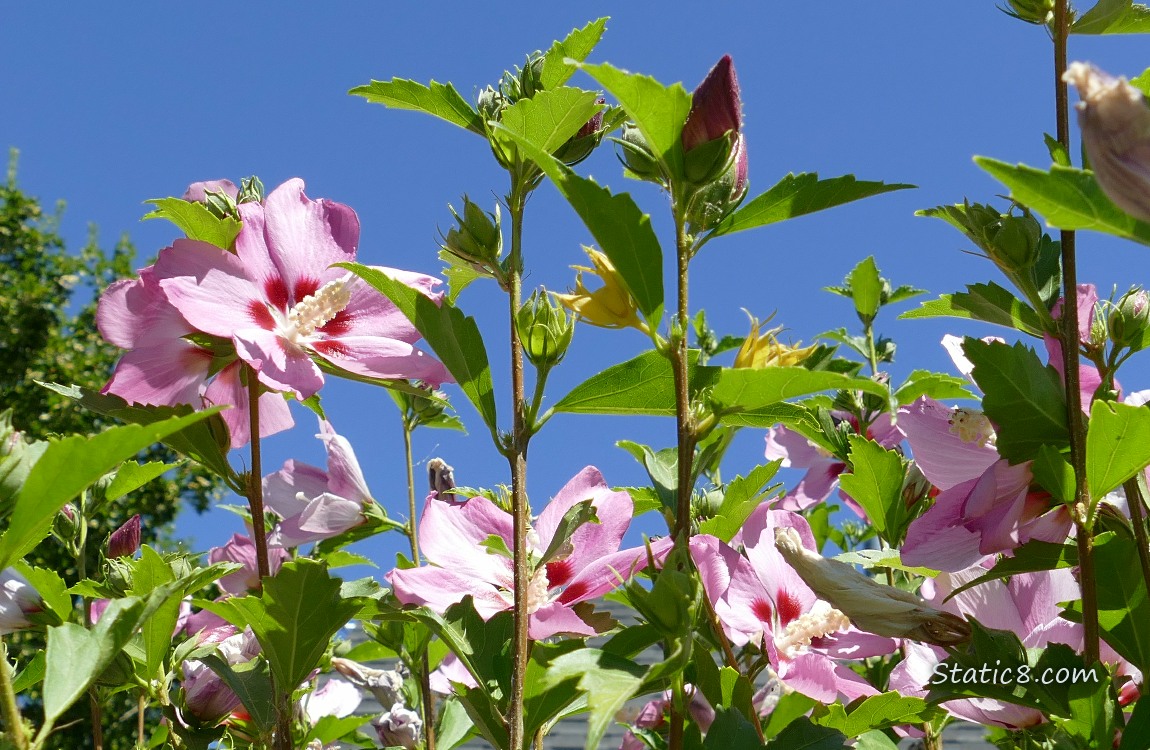 Pink Hibiscus blooms and the blue sky