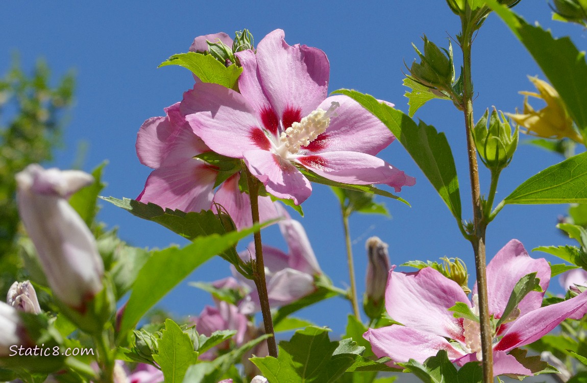 Pink Hibiscus blooms and the blue sky