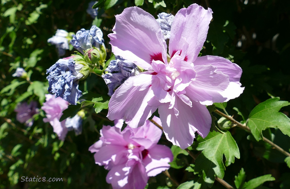 Double petal, pink Hibiscus blooms