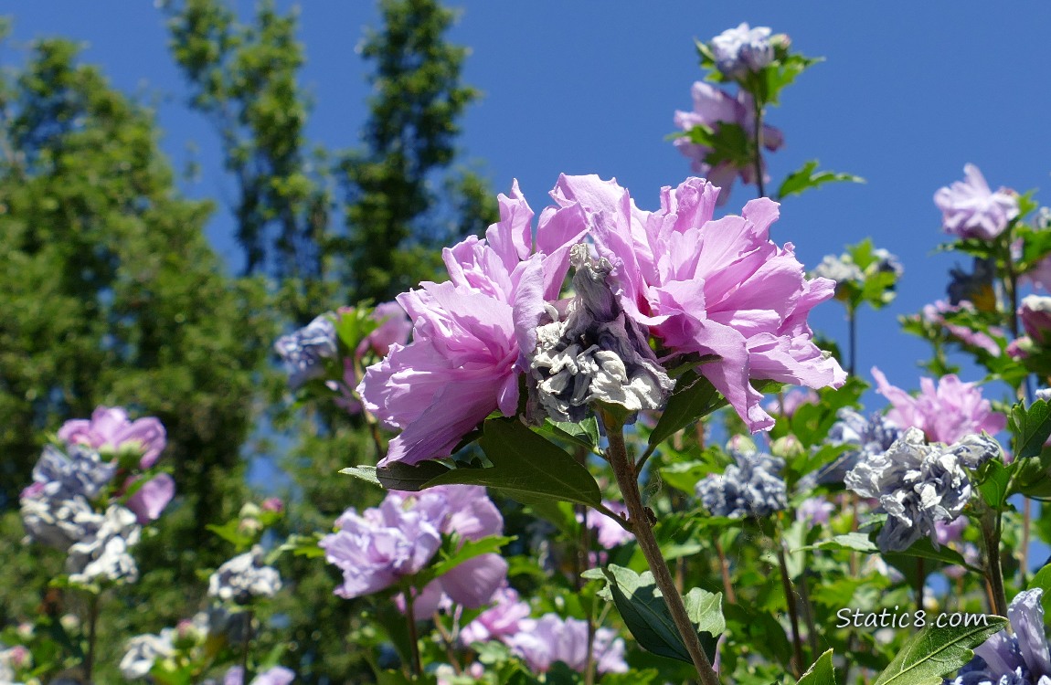 Double petal, pink Hibiscus blooms with the blue sky in the background
